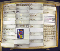 Media resource of Chionodes adamas