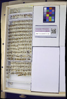 Media resource of Xantholobus lateralis