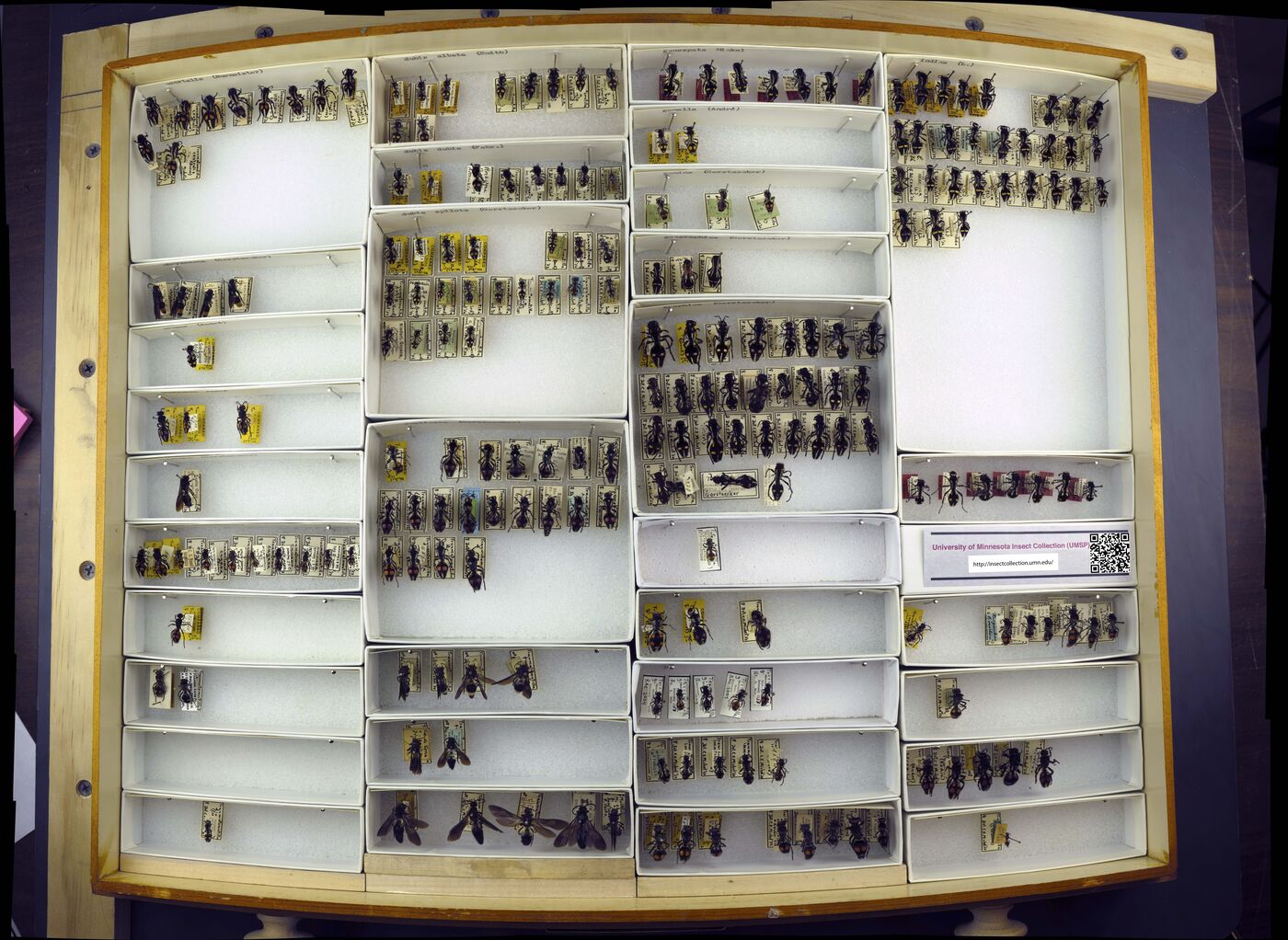 Traumatomutilla image