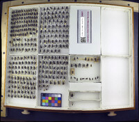 Media resource of Sarcophaga aldrichi