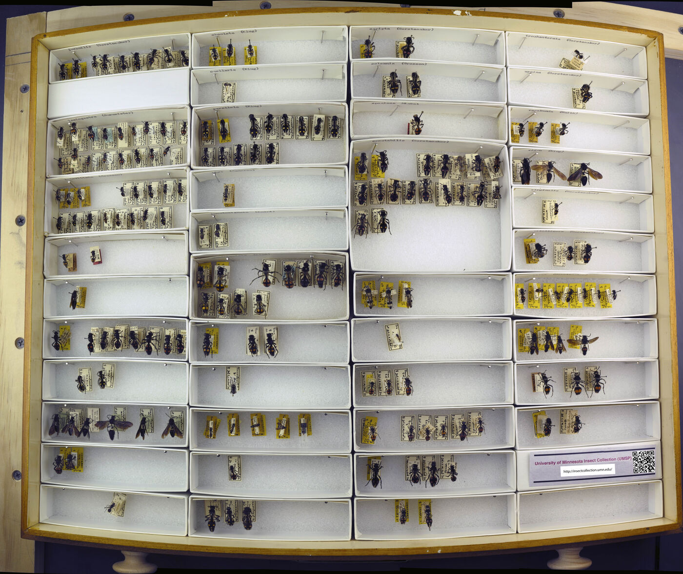 Traumatomutilla juvenilis image