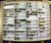 Media resource of Traumatomutilla juvenilis