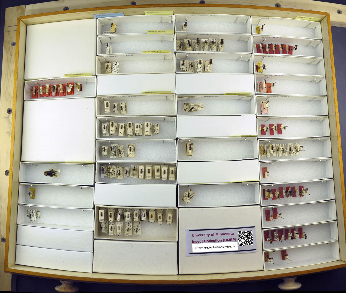 Sphaeropthalma isolatrix image