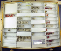 Media resource of Sphaeropthalma isolatrix