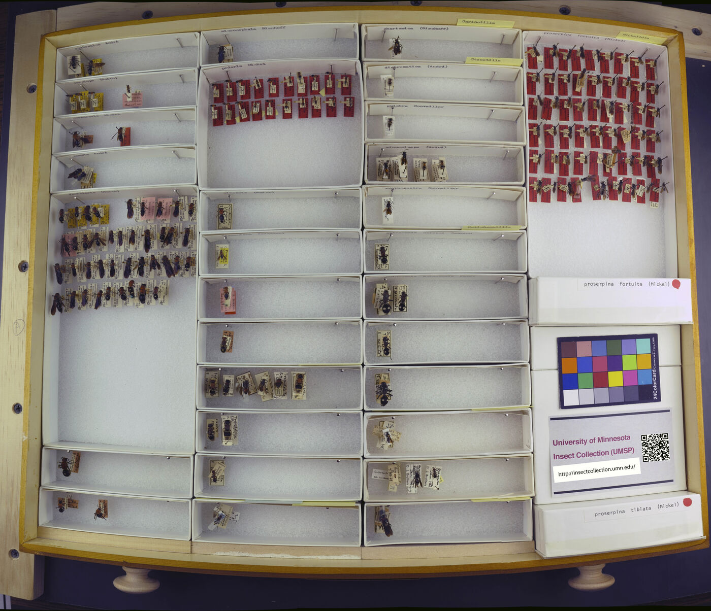 Mutilla cassiope image