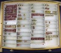 Media resource of Smicromyrme athalia