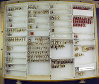 Media resource of Ephucilla naja