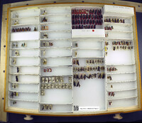 Media resource of Timulla absentia