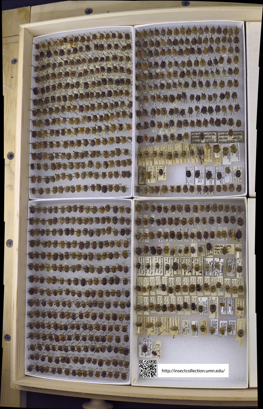 Gelastocoridae image