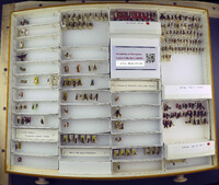 Media resource of Trogaspidia cooki