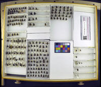 Media resource of Ateloglossa cinerea