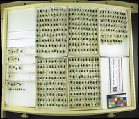 Media resource of Agonum mutatum