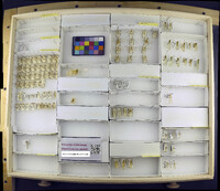 Media resource of Pseudomallada perfectus