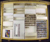 Media resource of Gelechia lynceella