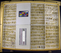 Media resource of Oecanthus quadripunctatus