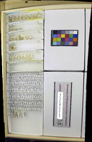 Media resource of Calyptomerus oblongulus