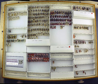 Media resource of Timulla manga