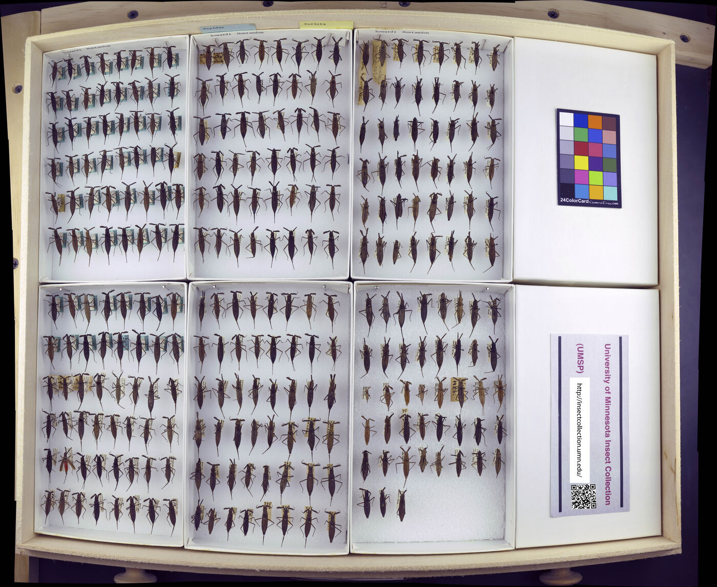 Curicta scorpio image