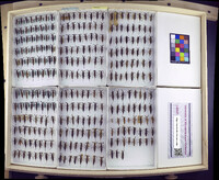 Media resource of Curicta scorpio