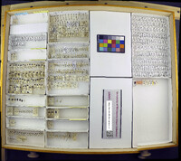 Media resource of Baeocera apicalis