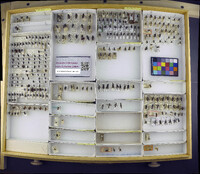 Media resource of Copecrypta ruficauda