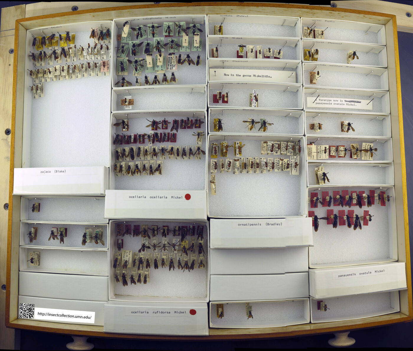 Timulla oajaca image