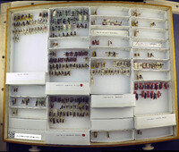 Media resource of Timulla oajaca