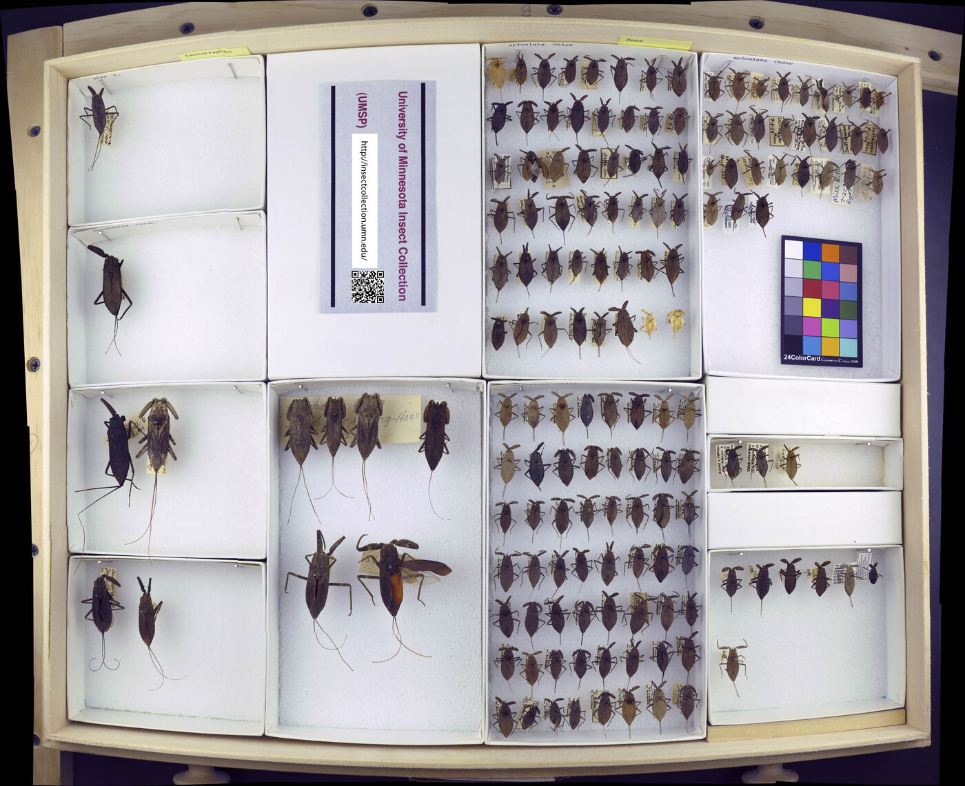 Laccotrephes ater image