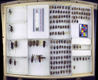 Media resource of Laccotrephes ater