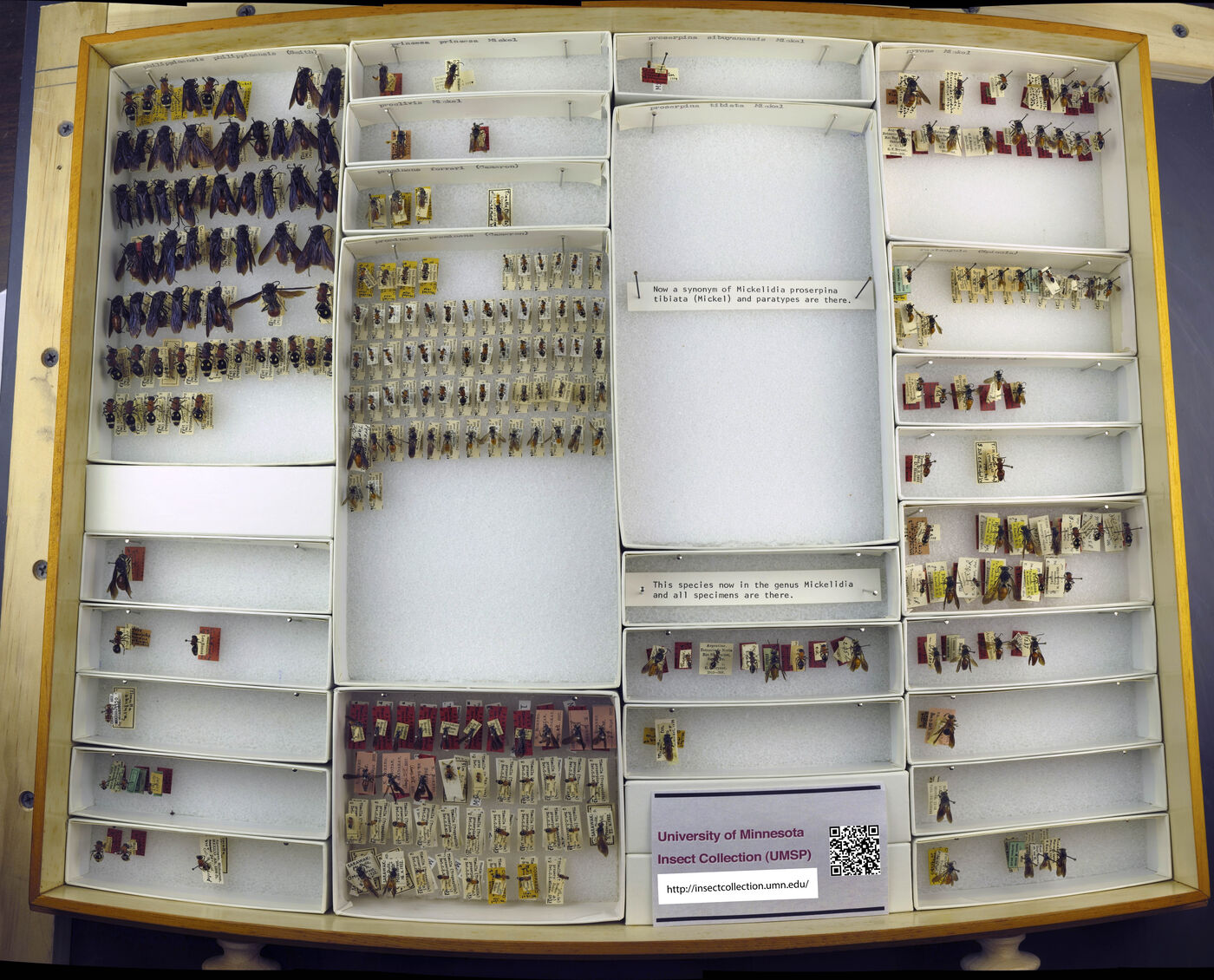 Timulla rectangulum image