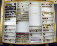 Media resource of Timulla rectangulum