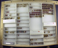 Media resource of Timulla rufosignata