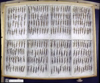 Media resource of Ranatra australis