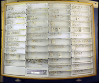 Media resource of Hapalaraea hamata