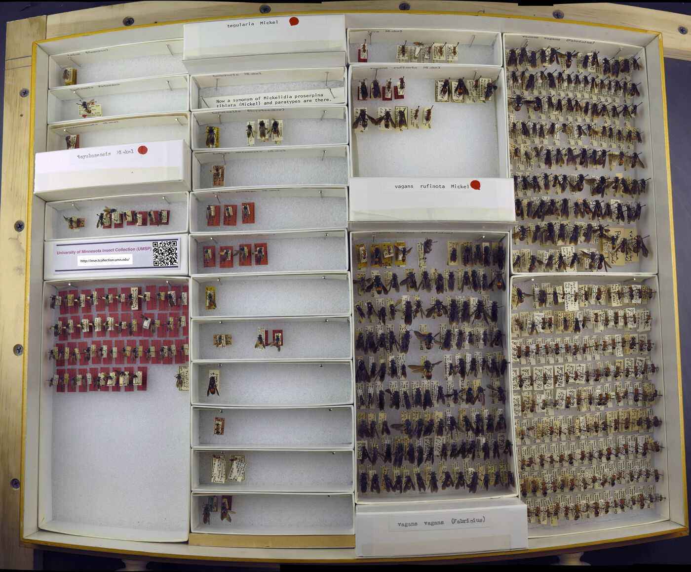 Timulla subrobusta image