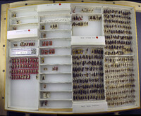 Media resource of Timulla subrobusta