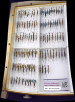 Ranatra australis image