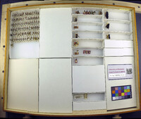 Media resource of Trispilotilla acheron