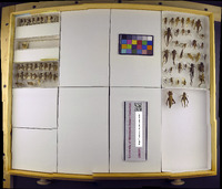 Media resource of Hapithus agitator