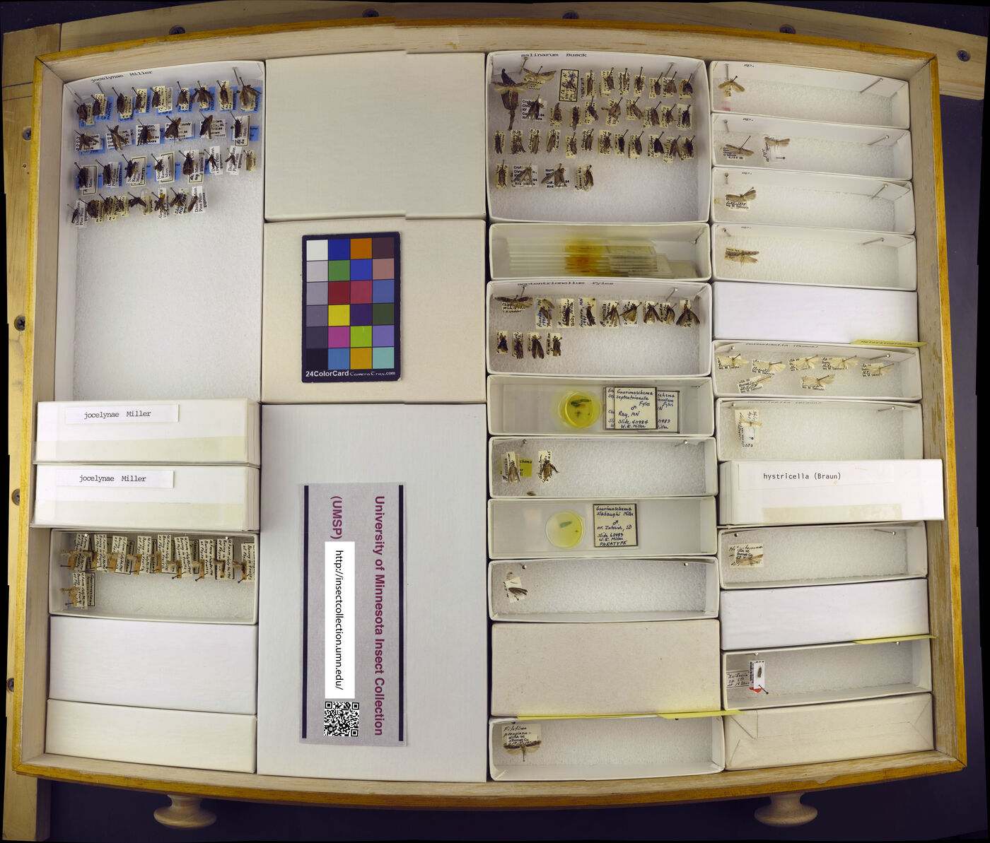 Gnorimoschema jocelynae image