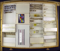 Media resource of Gnorimoschema jocelynae