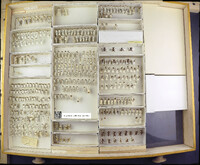 Media resource of Aphaenogaster flemingi