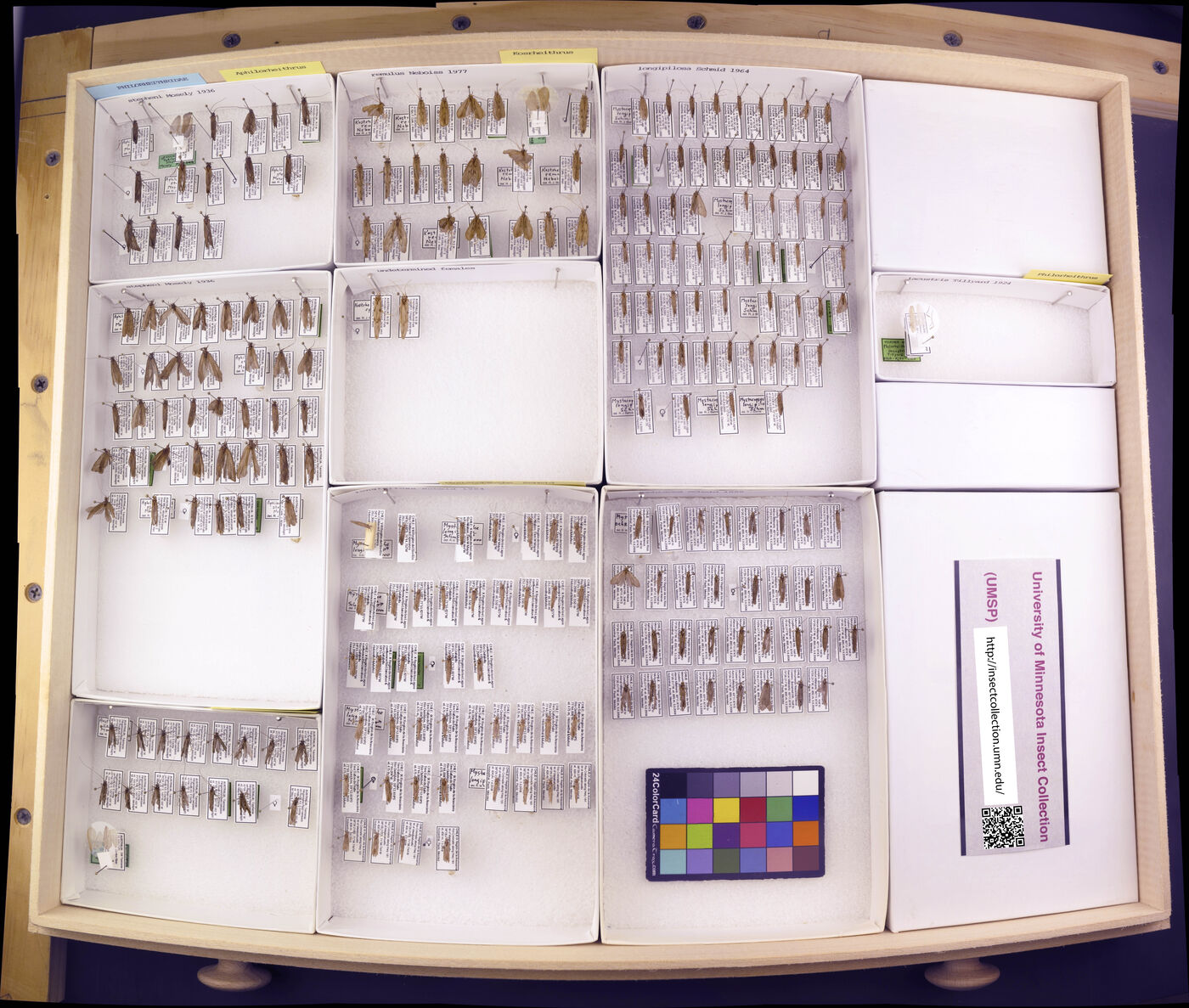 Philorheithridae image