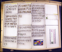 Media resource of Aphilorheithrus stepheni