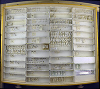Media resource of Sunius confluentus