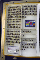 Media resource of Peleteria neglecta