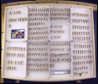 Media resource of Psilopsyche kolbiana