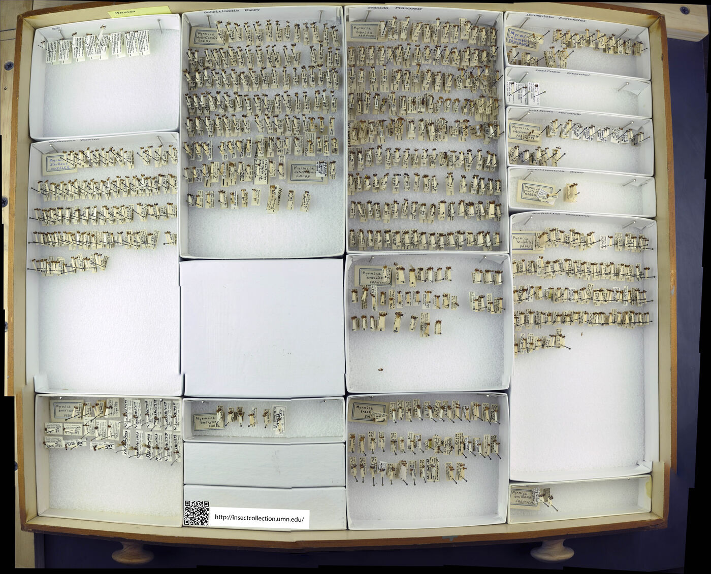 Myrmica detritinodis image