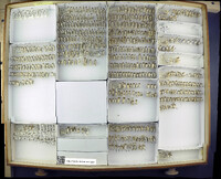 Media resource of Myrmica detritinodis