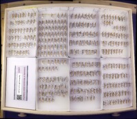 Media resource of Psilopsyche molinai